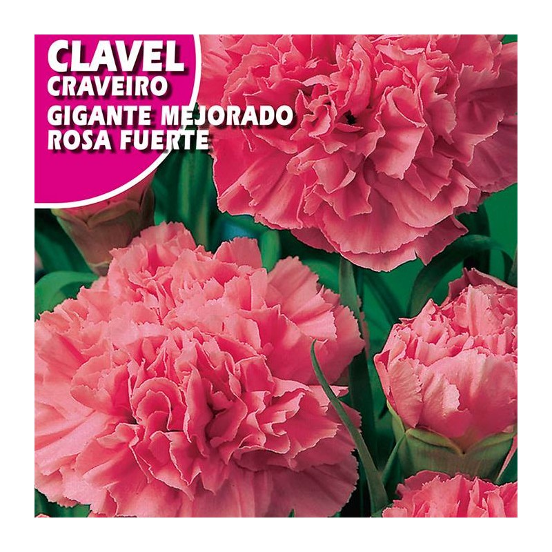 CLAVEL GIGANTE MEJORADO ROSA FUERTE