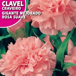 CLAVEL GIGANTE MEJORADO ROSA SUAVE