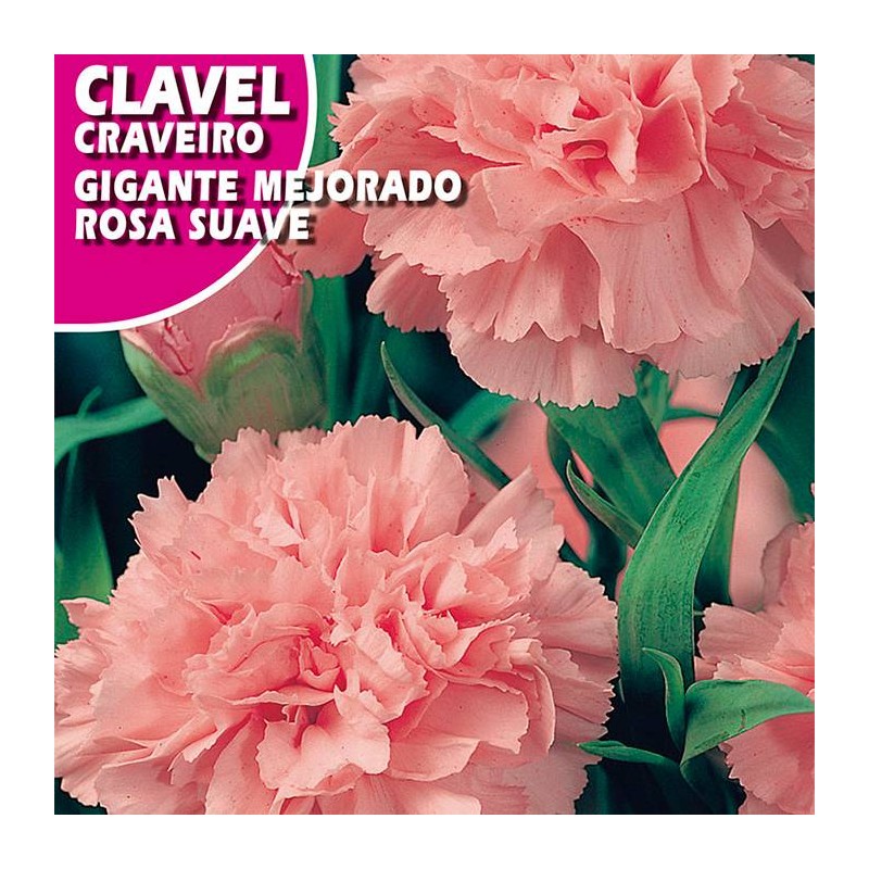 CLAVEL GIGANTE MEJORADO ROSA SUAVE