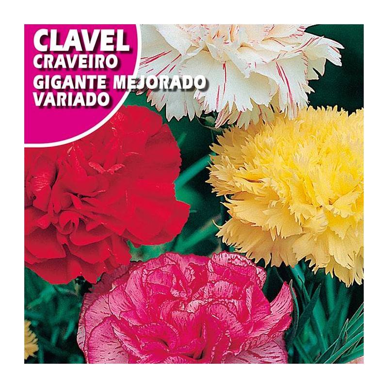 CLAVEL GIGANTE MEJORADO VARIADO