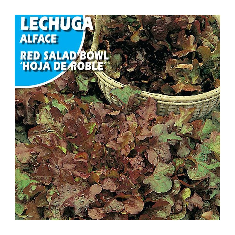 Semillas lechuga red salad bowl "hoja de roble"