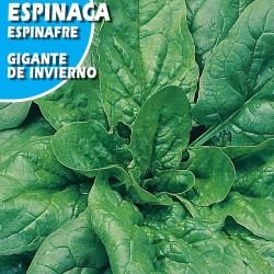Semillas espinaca gigante de invierno