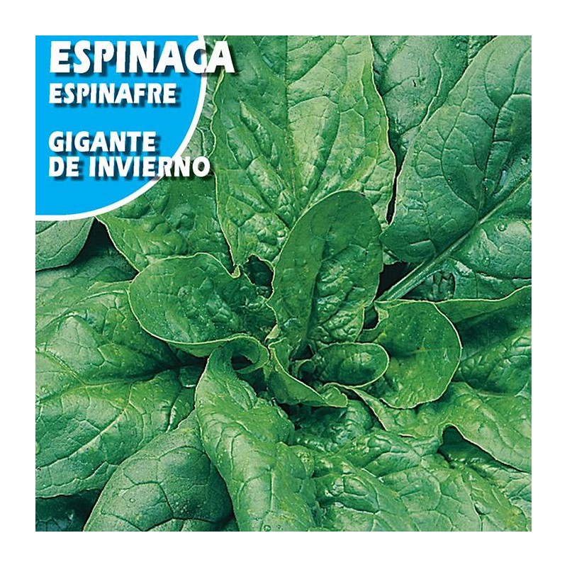 Semillas espinaca gigante de invierno