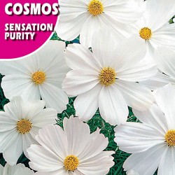 COSMOS SENSATION  PURITY