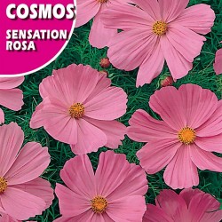 COSMOS SENSATION ROSA