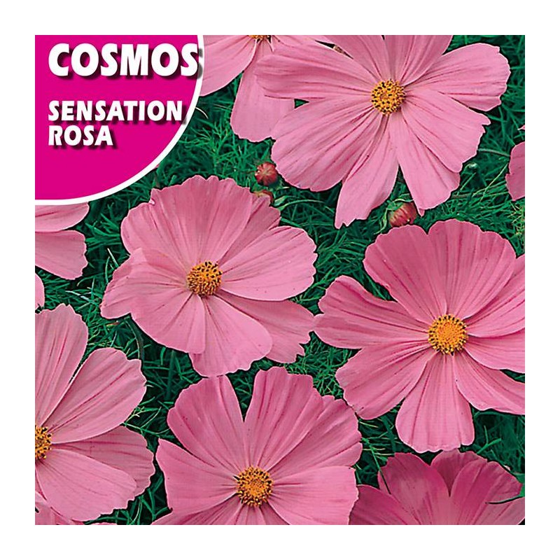 COSMOS SENSATION ROSA