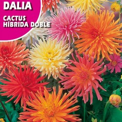 Semillas dalia cactus hibrida doble variada
