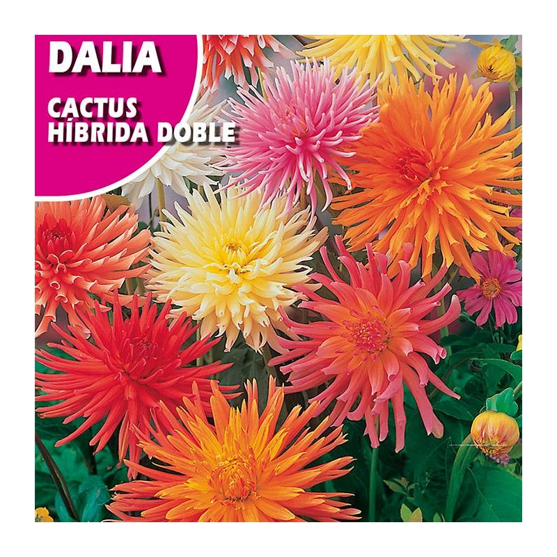Semillas dalia cactus hibrida doble variada
