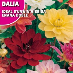 DALIA IDEAL D'UNWIN HIBRIDA ENANA DOBLE VARIADO