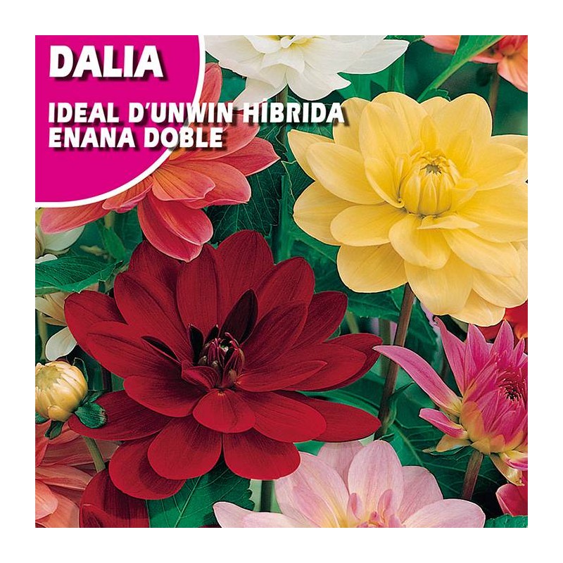 DALIA IDEAL D'UNWIN HIBRIDA ENANA DOBLE VARIADO
