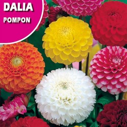 DALIA POMPON DOBLE VARIADO