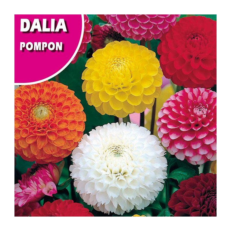 DALIA POMPON DOBLE VARIADO