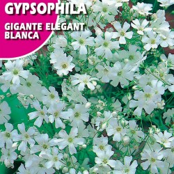 GIPSOFILIA GIGANTE ELEGANT BLANCA