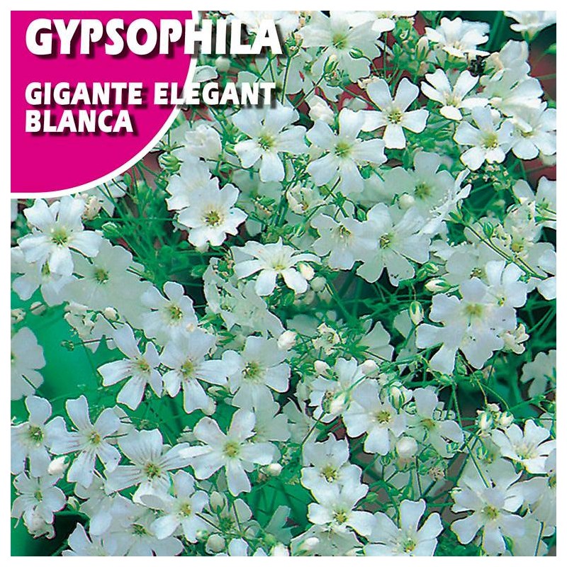 GIPSOFILIA GIGANTE ELEGANT BLANCA