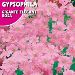 GIPSOFILIA GIGANTE ELEGANT ROSA