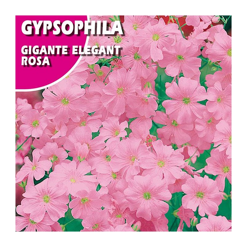 GIPSOFILIA GIGANTE ELEGANT ROSA