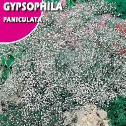 GIPSOFILIA PANICULATA