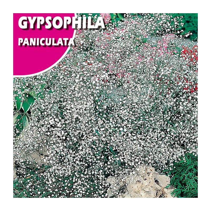 GIPSOFILIA PANICULATA