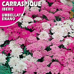 CARRASPIQUE UMBELLATA ENANO VARIADO