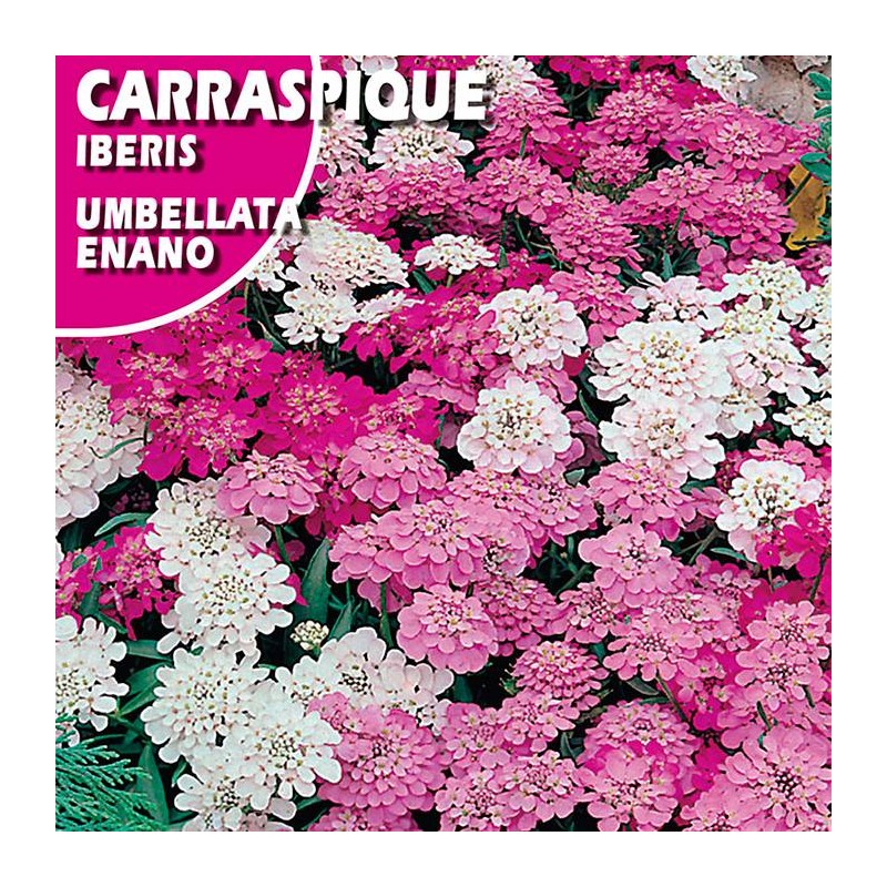 CARRASPIQUE UMBELLATA ENANO VARIADO
