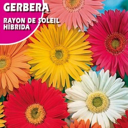 Semillas gerbera rayon de soleil hibrida
