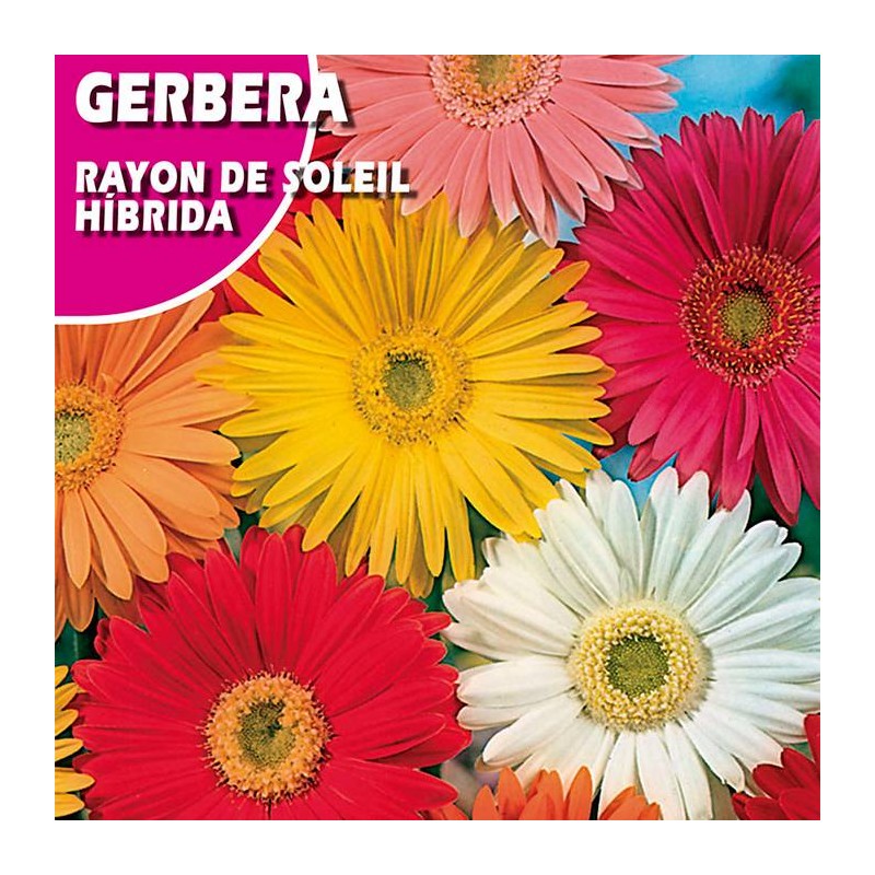 Semillas gerbera rayon de soleil hibrida