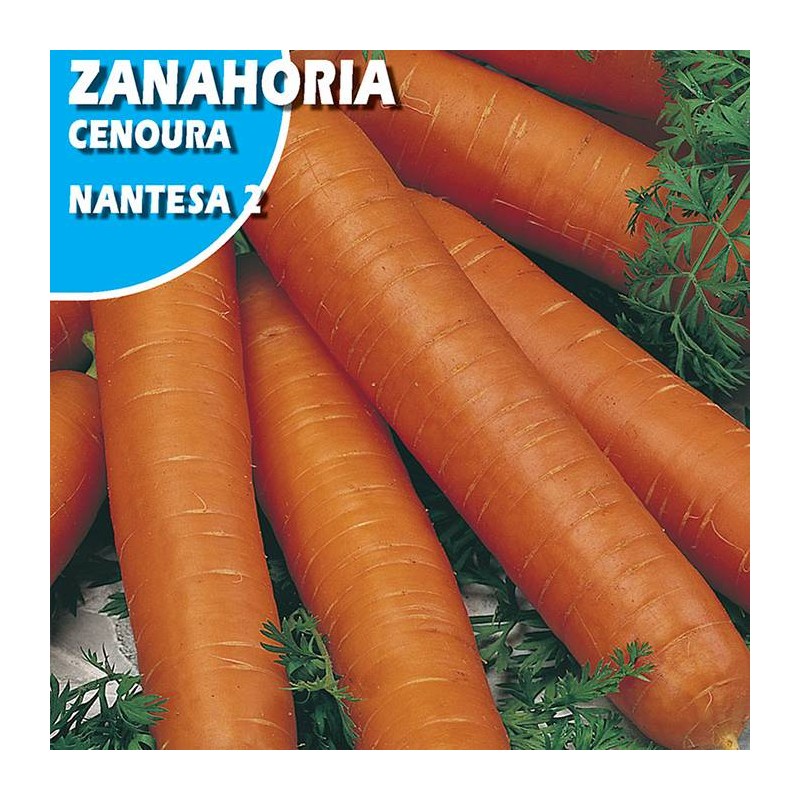 ZANAHORIA MANTESA