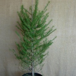 LARIX