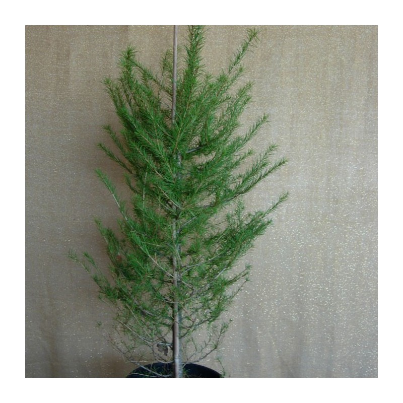 LARIX