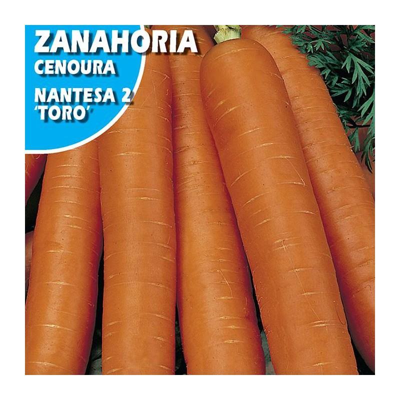 ZANAHORIA MANTESA TORO