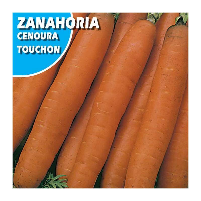 ZANAHORIA TOUCHON