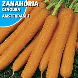 Zanahoria  Amsterdam 2