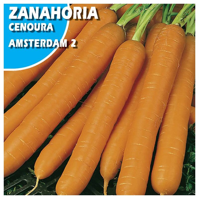 Zanahoria  Amsterdam 2