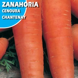 ZANAHORIA CHANTENAY