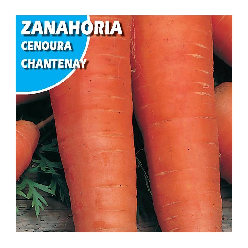 ZANAHORIA CHANTENAY