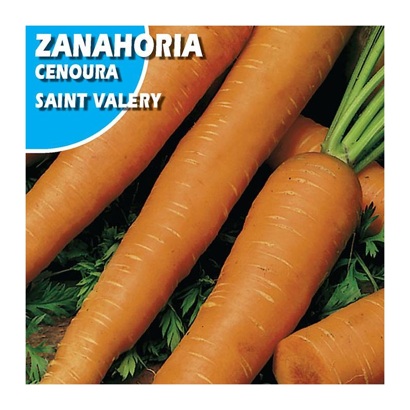 ZANAHORIA SANT VALERY
