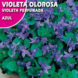 Semillas violeta olorosa