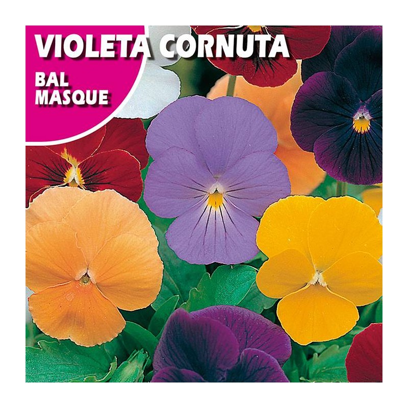 Semillas violeta cornuta bal masque variada