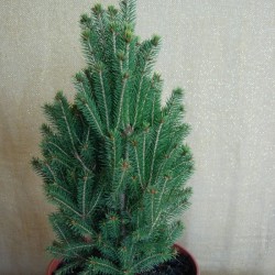 PICEA ABIES CINDERELLA