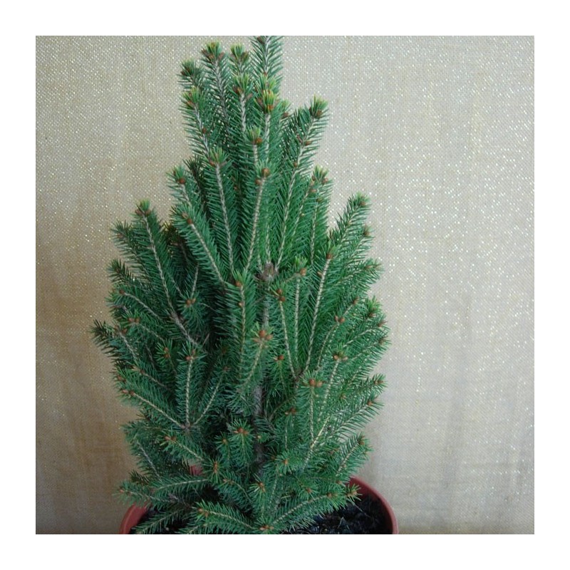 PICEA ABIES CINDERELLA