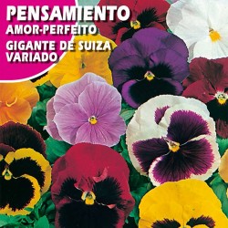 Semillas pensamiento gigante de suiza variado