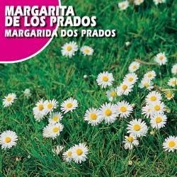 Semillas margarita de los prados