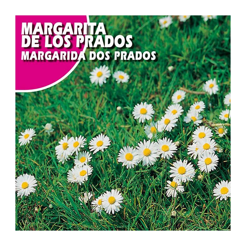 Semillas margarita de los prados