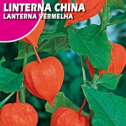 Semillas linterna china