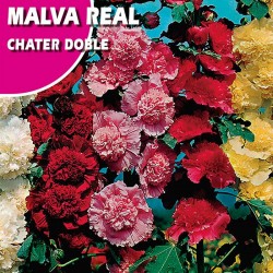 Semillas malva real chater...