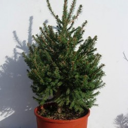PICEA ABIES COMPACTA