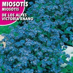 Miosotis de los alpes