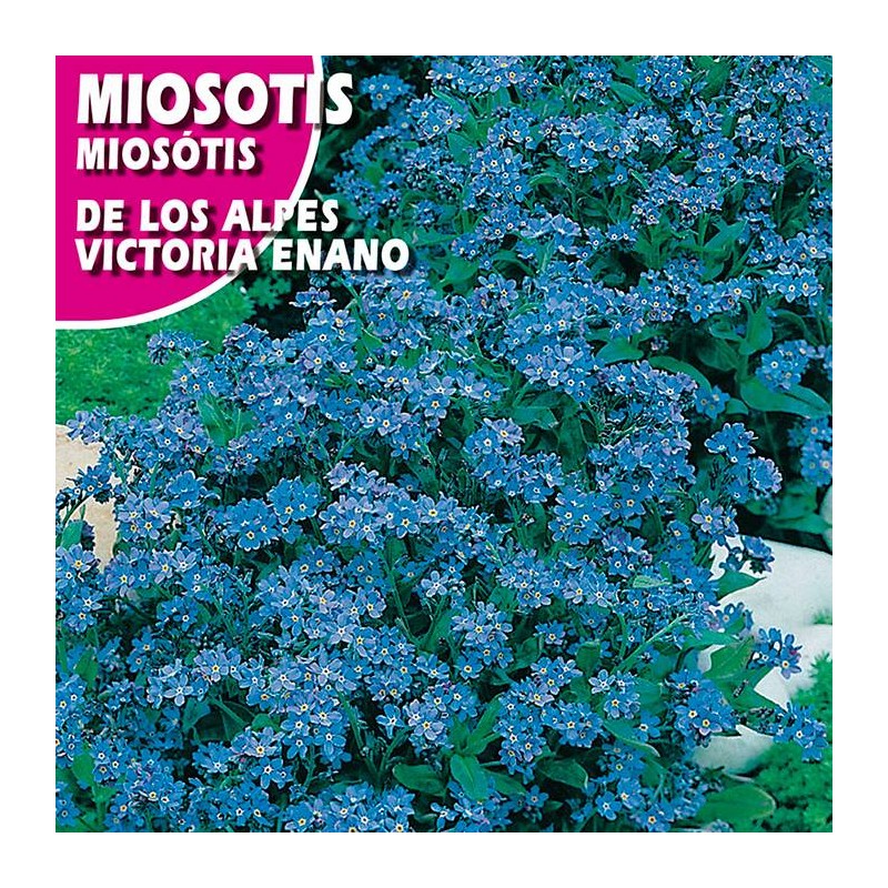 Miosotis de los alpes