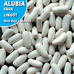 Semillas alubia lingot