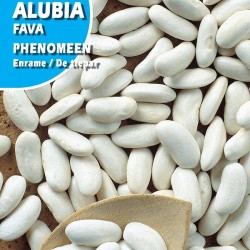 ALUBIA PHENOMEN